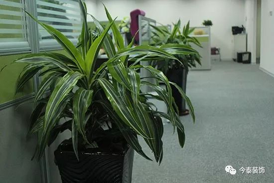 羨慕“別人家的”公司？這種逼格你的公司也有(圖2)