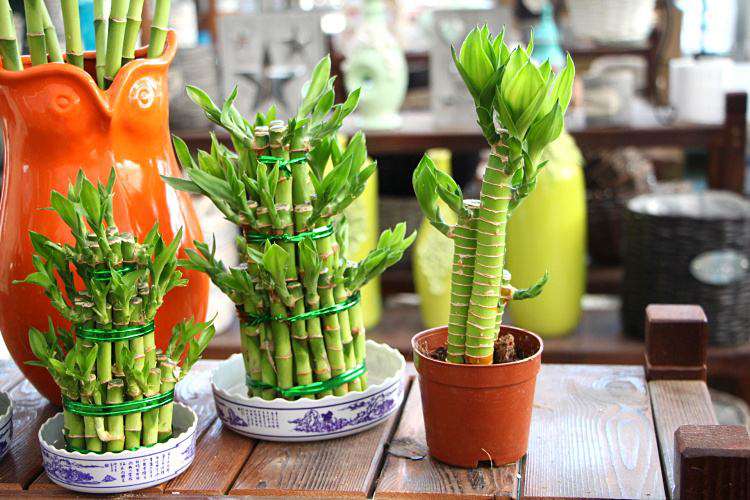 辦公室前臺(tái)放什么植物比較好，綠植擺放有哪些(圖1)